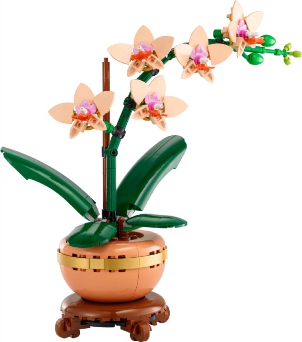 La mini-orchidée