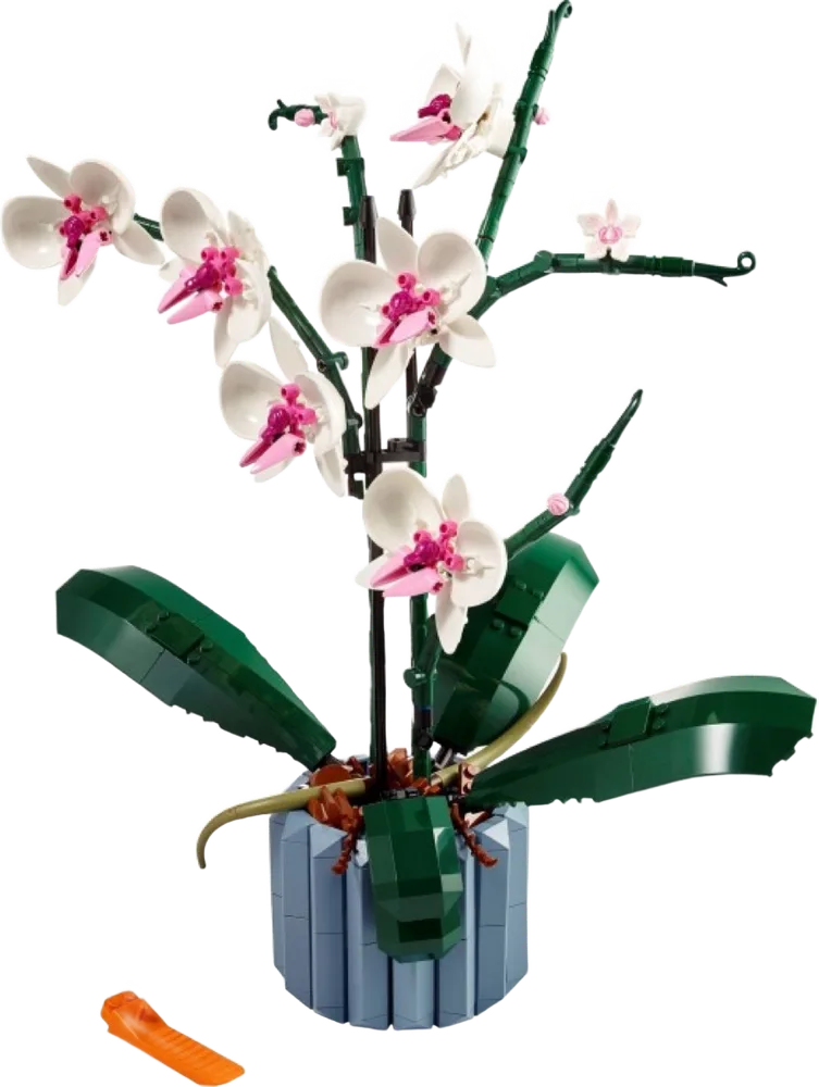 Orchid